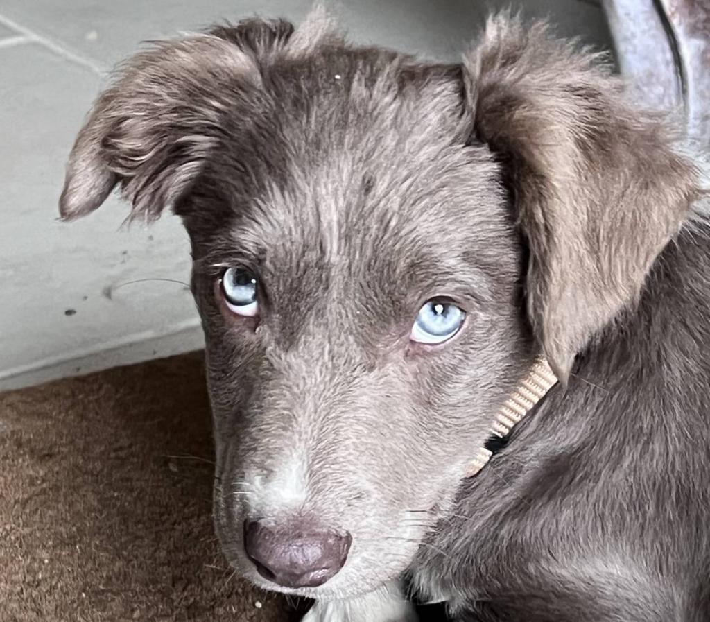 Our mascot, “Toupie”