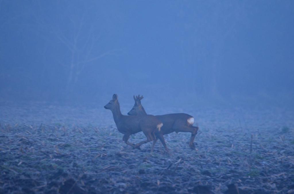 Local wildlife (winter)